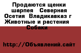  Продаются щенки шарпея - Северная Осетия, Владикавказ г. Животные и растения » Собаки   